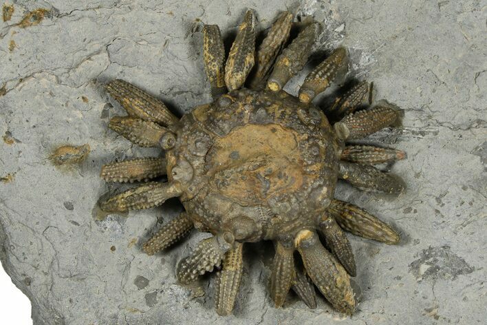 Jurassic Club Urchin (Caenocidaris) - Boulemane, Morocco #366919